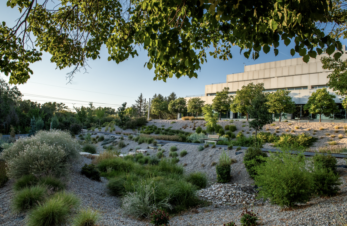 The Landscape Lab, located on the property of the Williams Building, is a project designed to integrate ecological research and restore ecological diversity on campus on the University of Utah campus in Salt Lake City on September 7, 2024. (Photo by Johnny Morris | The Daily Utah Chronicle)